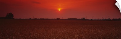 Sunset over a wheat field, Woodruff County, Arkansas