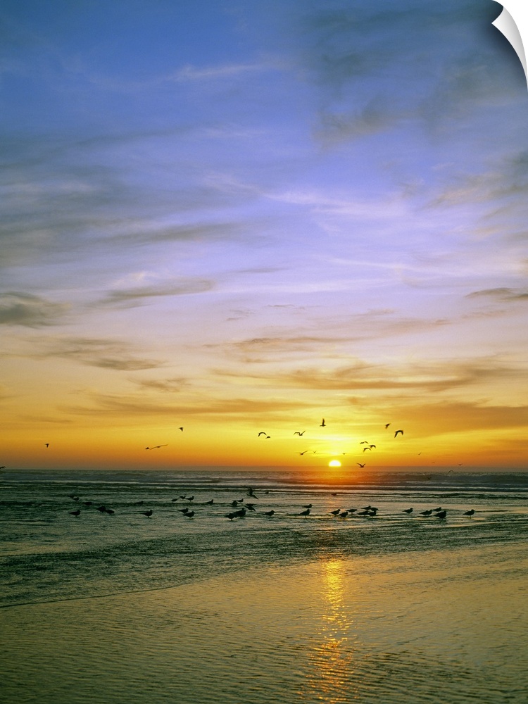 Giant, vertical photograph of a vibrant sunset circled by a flock of birds, some that have landed in the waters of the Sil...