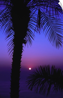 Sunset over pacific ocean, silhouetted palm trees, Costa Rica.