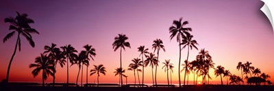 Sunset Palm Trees Oahu Island HI