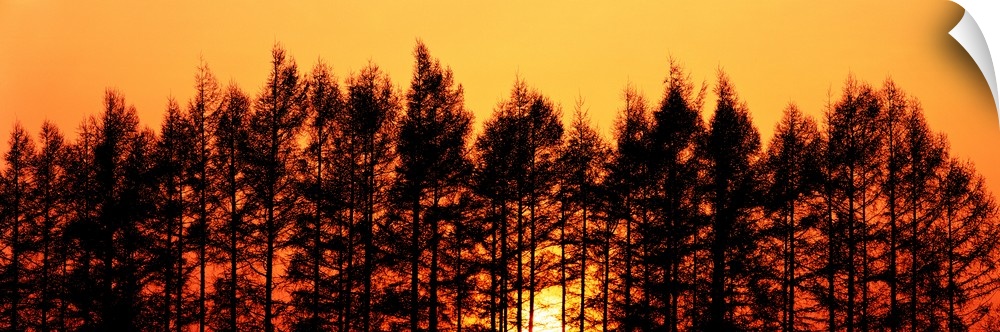 Sunset & Pines Hokkaido Japan