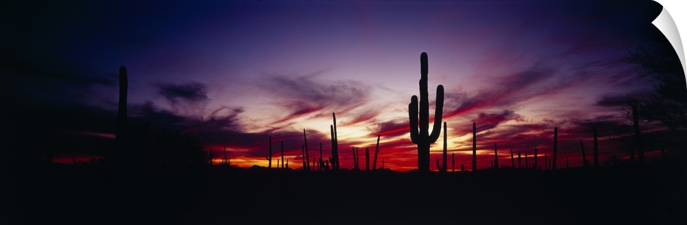 Panoramic photograph taken of a sunset as it silhouettes the desert and cactus.