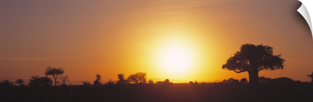 Sunset Tarangire Tanzania Africa