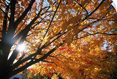Sunshine Through Autumn Color Tree