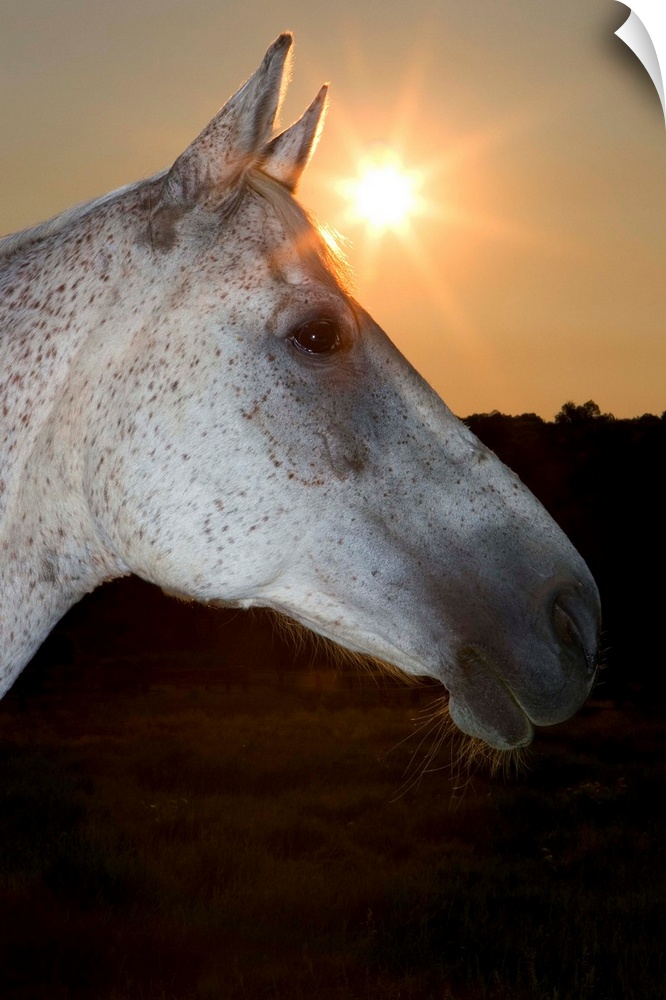 Sunstar Behind Horse