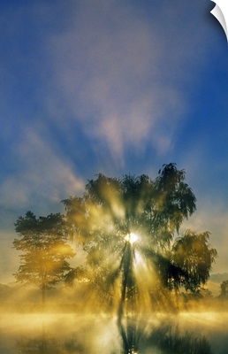Sunstar through mist and silhouetted tree, Williams Pond, Maryland