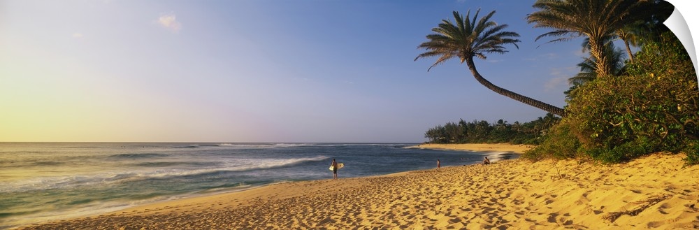 Panoramic photograph of shoreline with shrubbery and palm trees at dusk.