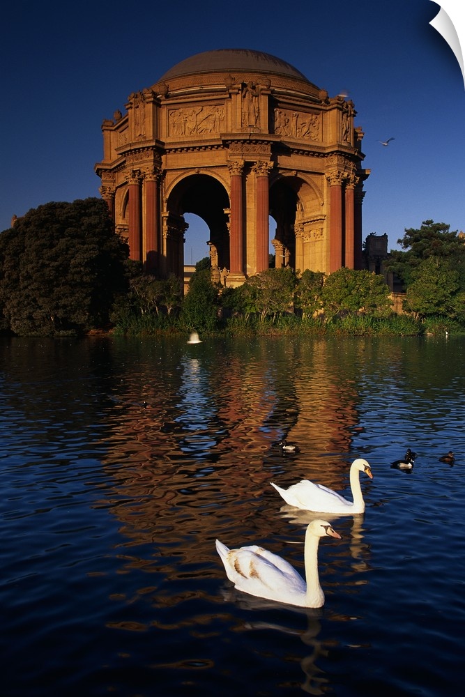 Tall canvas print of two swans swimming in a lake in front of a big monument.