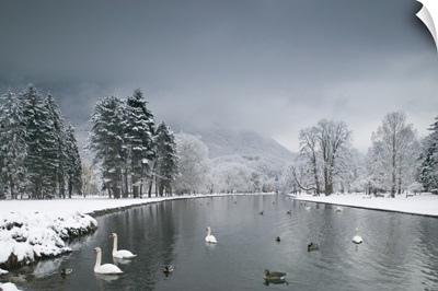 Swans floating on a lake, Chateau de Vizille, Vizille, France