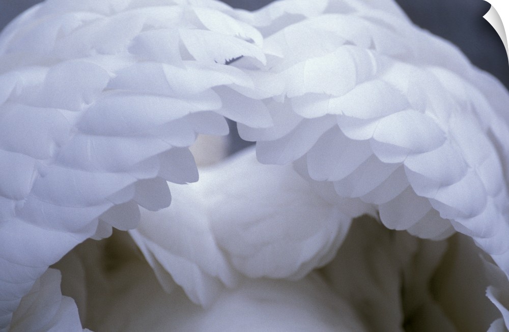 Image of the backside of a pure swan and his wings puffed up to show all the individual feathers.