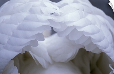 Swans Wings