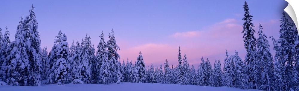 Sweden, Dalarna , forest, winter