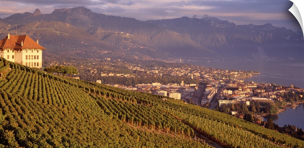 Landscape photograph on a big canvas of a large vineyard on a sloping hill, the town of Vevey can be seen in the distance,...