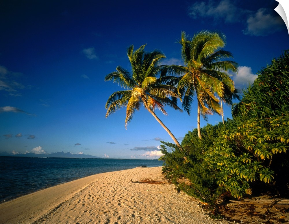 Huge photograph showcases a couple of palm trees sitting amongst lush patches of vegetation on the beach of an island with...