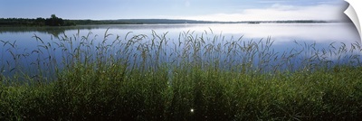 Tall grass at riverbank, Cape Breton Island, Nova Scotia, Canada