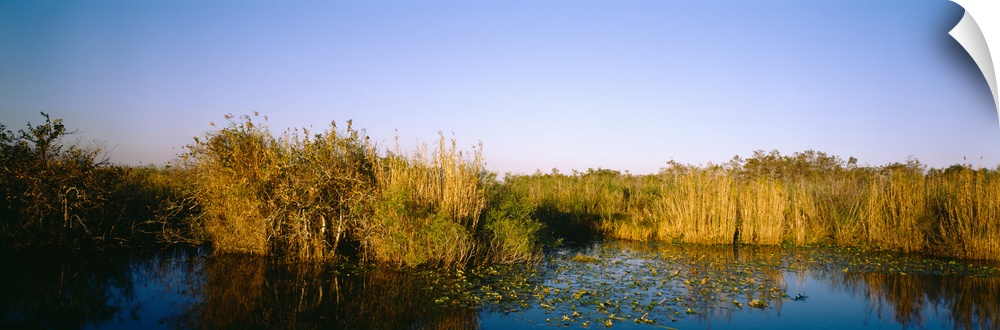 Tall grass at the lakeside, Anhinga Trail, Everglades National Park, Florida