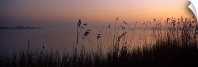 Tall grass at the lakeside at sunset Denge Marsh Dungeness Kent England