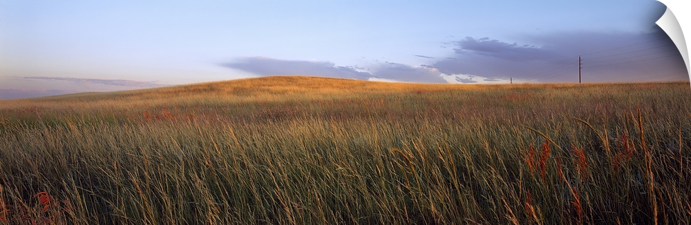 Tall grass in a field, High Plains, USA