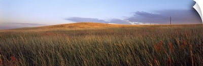 Tall grass in a field, High Plains, Cheyenne, Wyoming