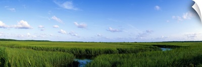 Tall grass in a swamp, Savannah, Georgia