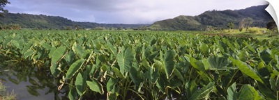 Taro crop in a field, Hanalei Valley, Kauai, Hawaii