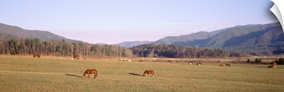 Tennessee, Cades Cove, Great Smoky Mountains National Park, Horses grazing in the field