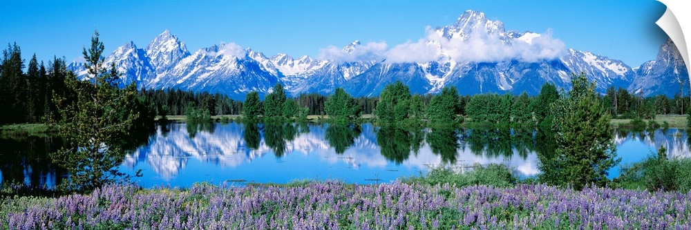 This panoramic landscape photograph shows wildflowers growing around a lake that reflects the trees and snowcapped mountai...