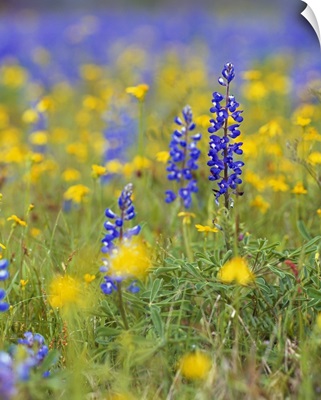 Texas bluebonnet flowers in bloom among yellow wildflowers, selective focus, Texas