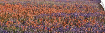 Texas Bluebonnets and Indian Paintbrushes in a field, Texas