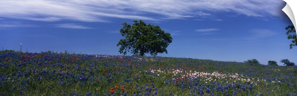 Lone tree stands tall in the center of a flat field dotted with wildflowers, including bluebonnets.