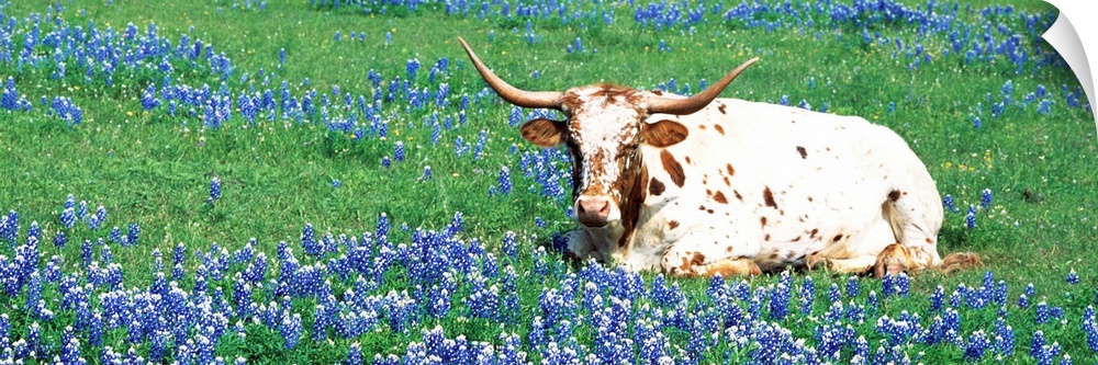 A steer sitting in a field of bluebonnet flowers in a panoramic photograph.