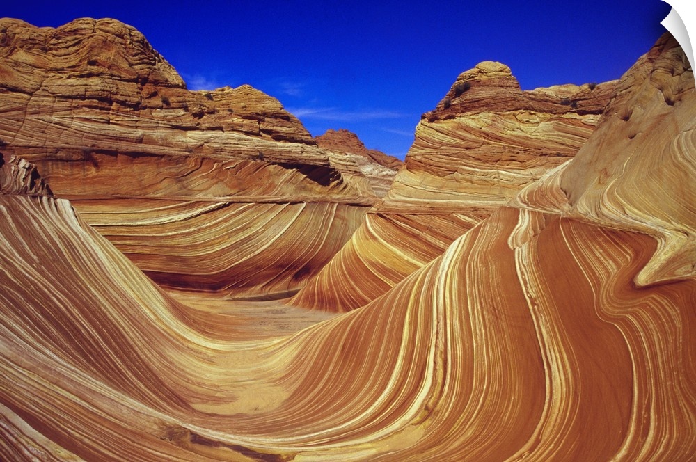 Giant, horizontal photograph of the sandstone formation The Wave, against a deep blue sky in the Paria Wilderness Area, Utah.