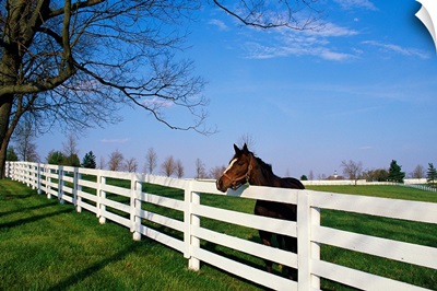 Thoroughbred Horse Lexington KY