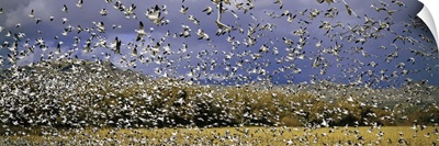 Thousands of migrating snow geese taking flight, New Mexico