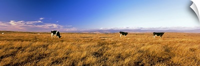 Three cows grazing in a field, Point Reyes National Seashore, California
