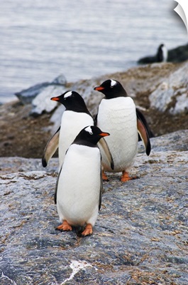 Three gentoo penguins on rocky island, Antarctica.