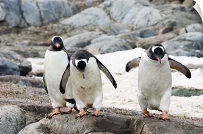 Three gentoo penguins on rocky island, Antarctica.
