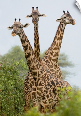 Three Masai giraffe standing in a forest, Lake Manyara, Lake Manyara National Park, Tanzania (Giraffa camelopardalis tippelskirchi)