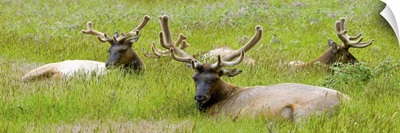 Three Roosevelt elk resting on grass, California