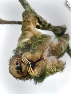 Three-Toed Sloth, Sarapiqui, Costa Rica