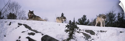 Three wolves on a ridge in a forest Massey Ontario Canada