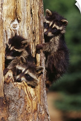 Three young raccoons in hollow tree, Minnesota