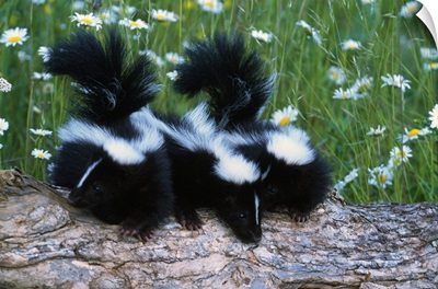 Three young skunks on log in wildflower meadow, Minnesota
