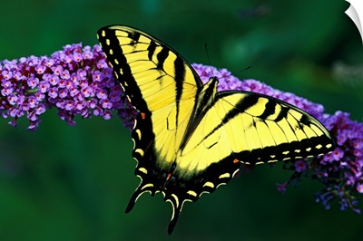 Tiger Swallowtail Butterfly On Blooming Purple Flower