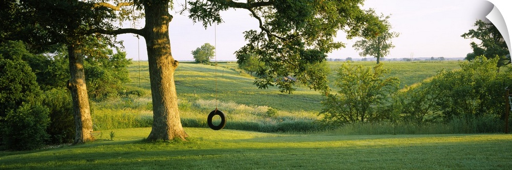 Tire swing on a tree