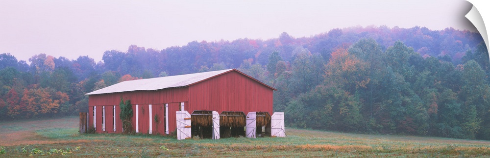 Tobacco Drying in a Red Barn in a field, Kentucky