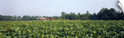 Tobacco Farm Nash Co NC