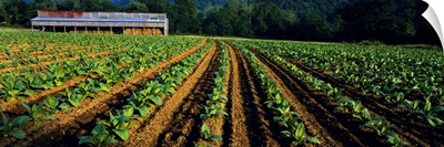 Tobacco field with a barn in the background, North Carolina