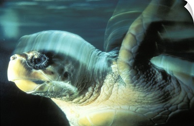 Tortoise Swimming