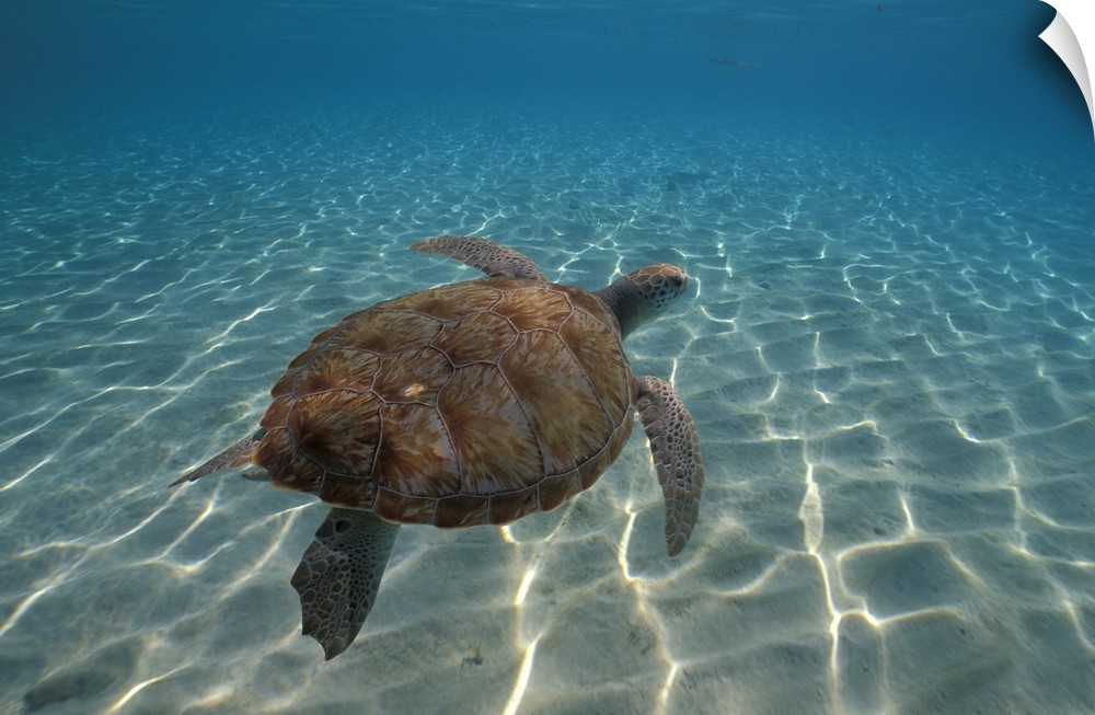 Huge photograph focuses on a lone sea turtle swimming through a large body of water.  The glare of the sun  is scattered o...